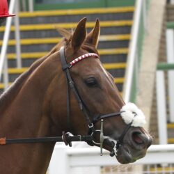 Love Is A Rose at Yarmouth. 30/4/2024 Pic Steve Davies